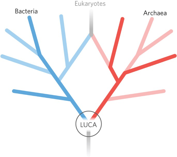 luca branching